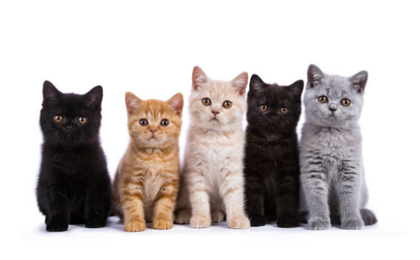猫の種類はどのくらい？日本で暮らす猫の種類について調べました！