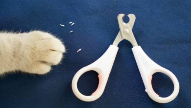 2018-10-24_10h27_52 ロシアンブルーの子猫の爪はいつから切る？切り方と頻度は？