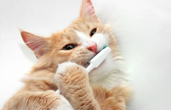 猫にも歯磨きは必要？！歯磨きの頻度とやり方について！