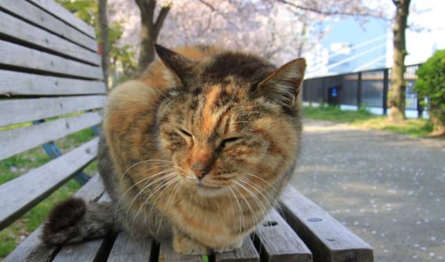 2018-10-10_09h28_06 猫の種類はどのくらい？日本で暮らす猫の種類について調べました！